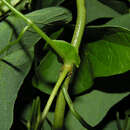 Image of fragrant dutchman's pipe