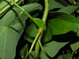 Image of fragrant dutchman's pipe