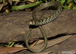 Image of legless lizard