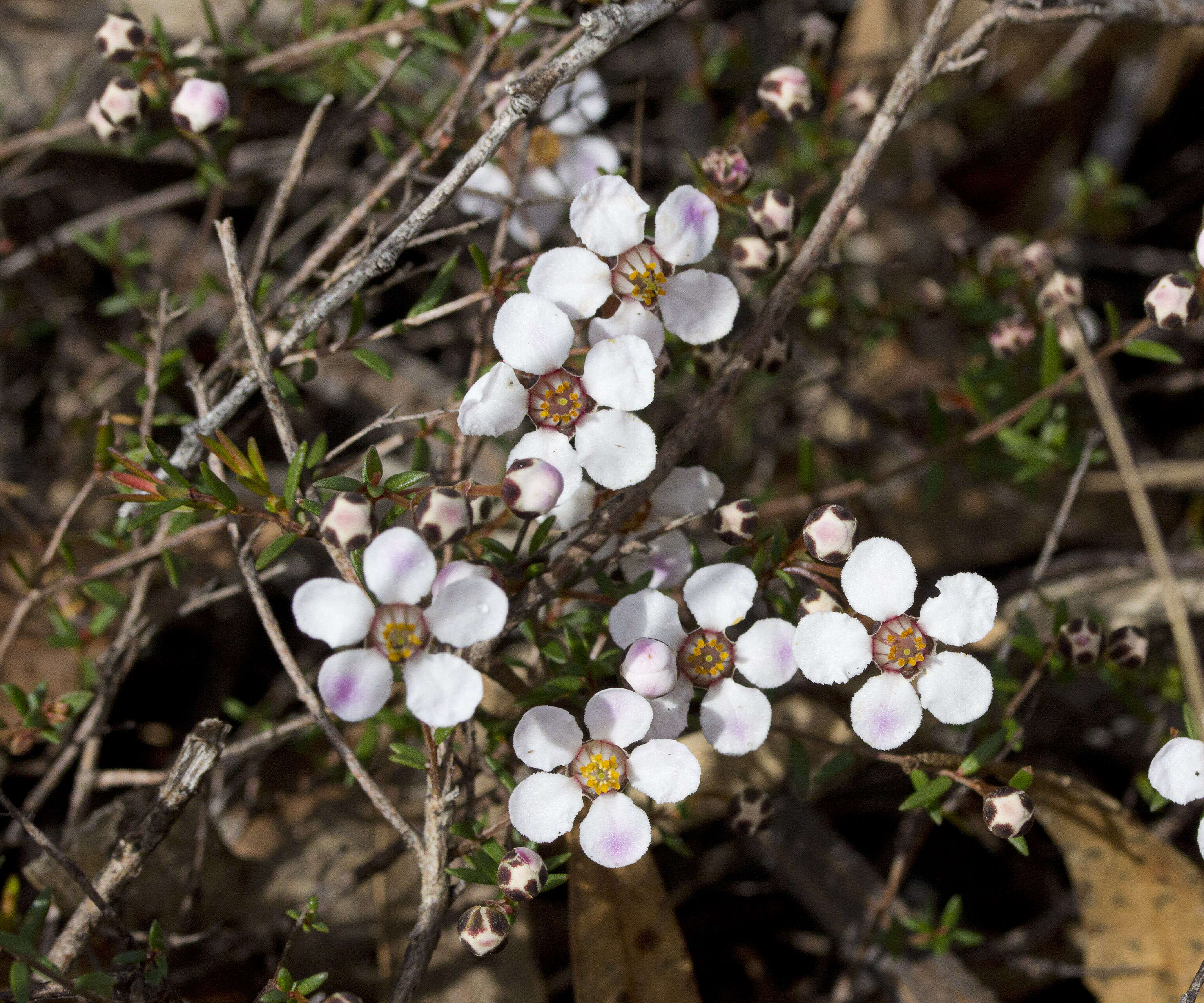 Image of Euryomyrtus ramosissima (A. Cunn.) Trudgen