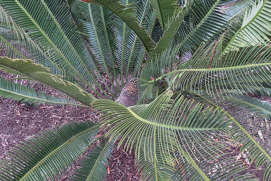 Image of Cycad