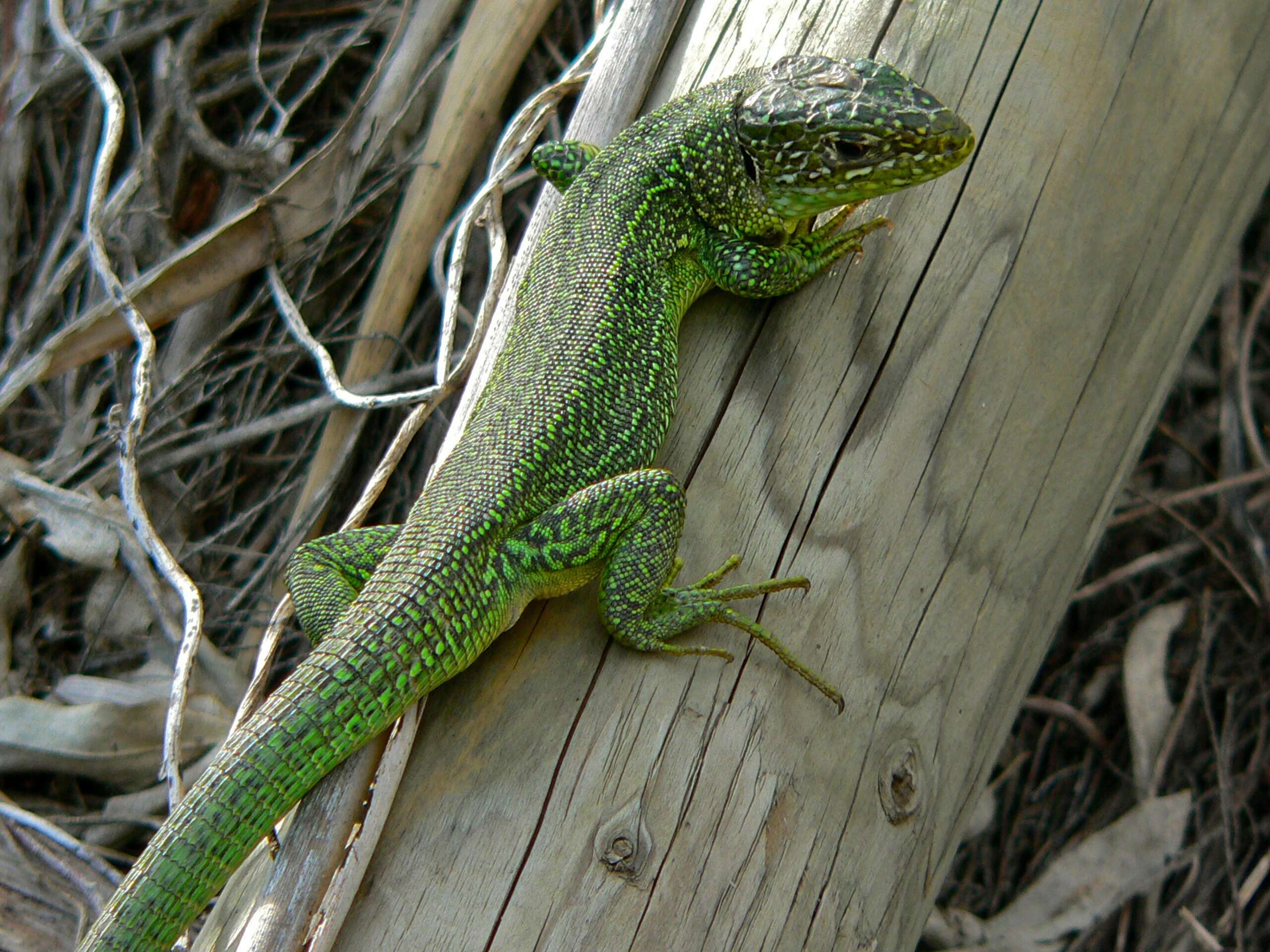 Image of Two-faced Neusticurus