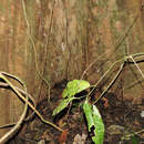 Image of Dilodendron costaricense (Radlk.) A. H. Gentry & J. Steyerm.