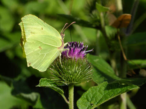 Imagem de Gonepteryx rhamni (Linnaeus 1758)