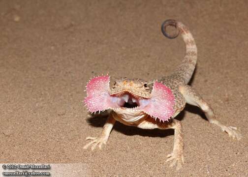 Image of Secret toadhead agama