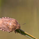 Imagem de Eurygaster maura