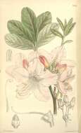 صورة Rhododendron schlippenbachii Maxim.