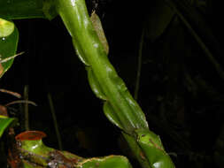 Image of Dieffenbachia aurantiaca Engl.