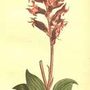 Image of Scarlet Beak Lady Orchid