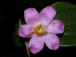 Image of Blakea guatemalensis Donn. Sm.