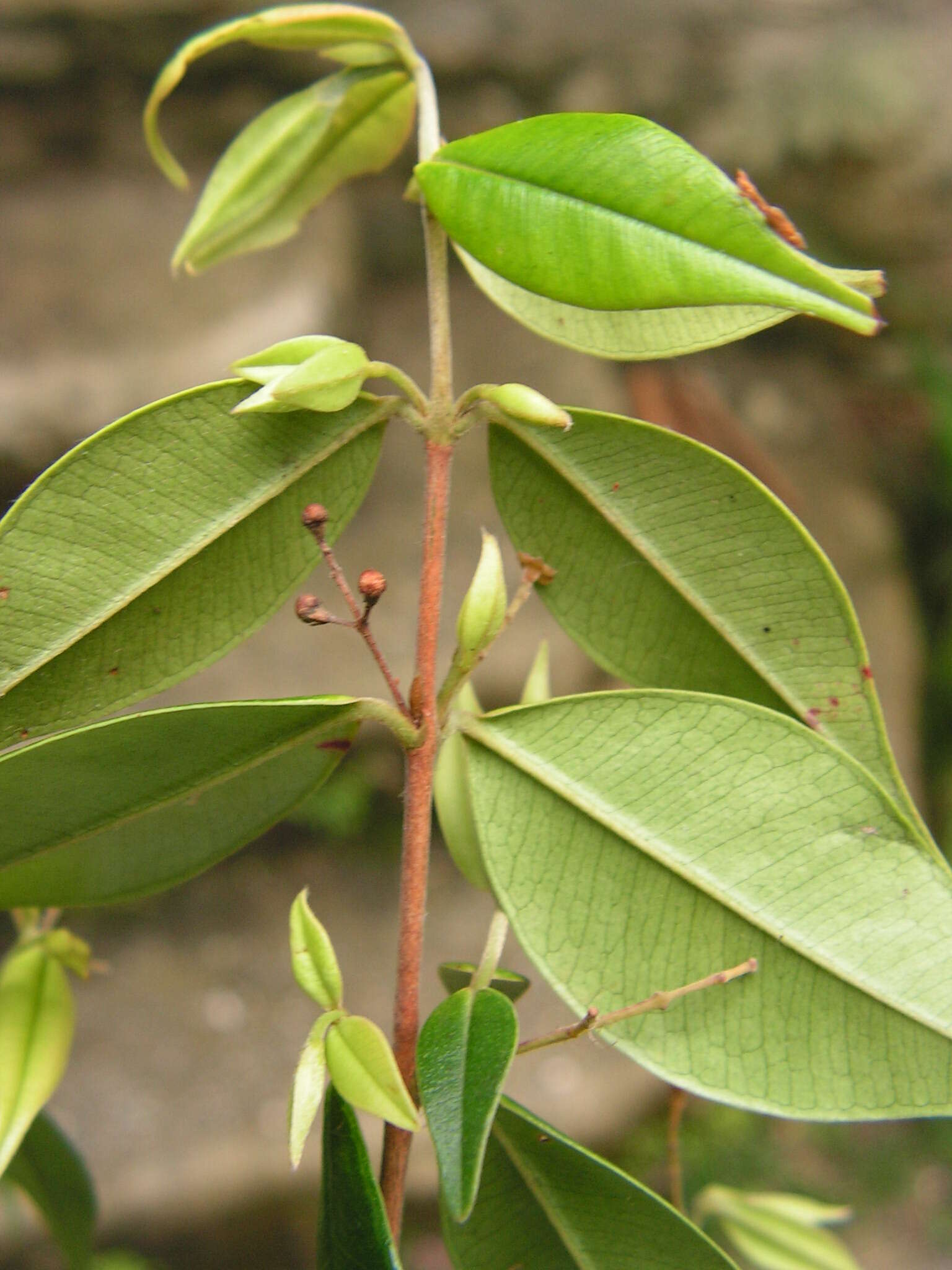 Image de Myrcia sylvatica (G. Meyer) DC.