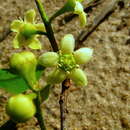 Esenbeckia grandiflora Mart.的圖片