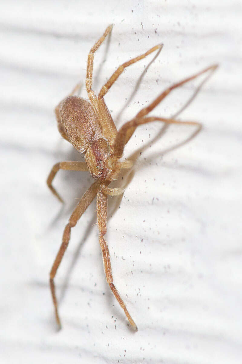 Image of Elegant Crab Spider