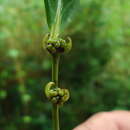 صورة Chaetocarpus echinocarpus (Baill.) Ducke