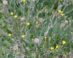 Image de Pityopsis graminifolia (Michx.) Nutt.