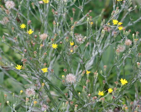 Image de Pityopsis graminifolia (Michx.) Nutt.