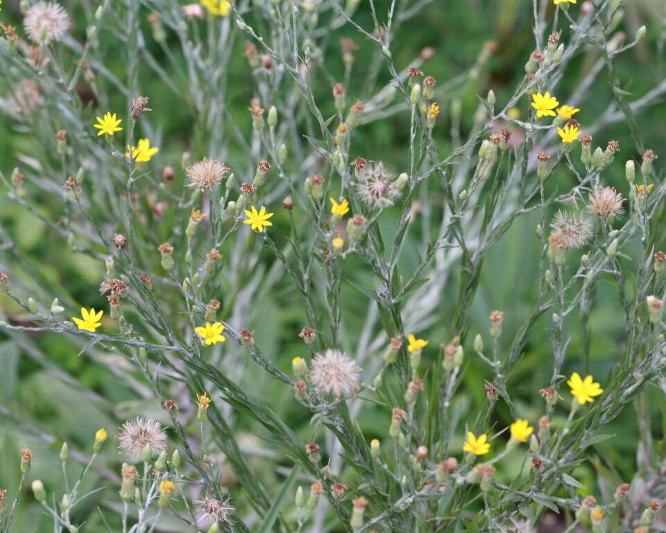 Image de Pityopsis graminifolia (Michx.) Nutt.