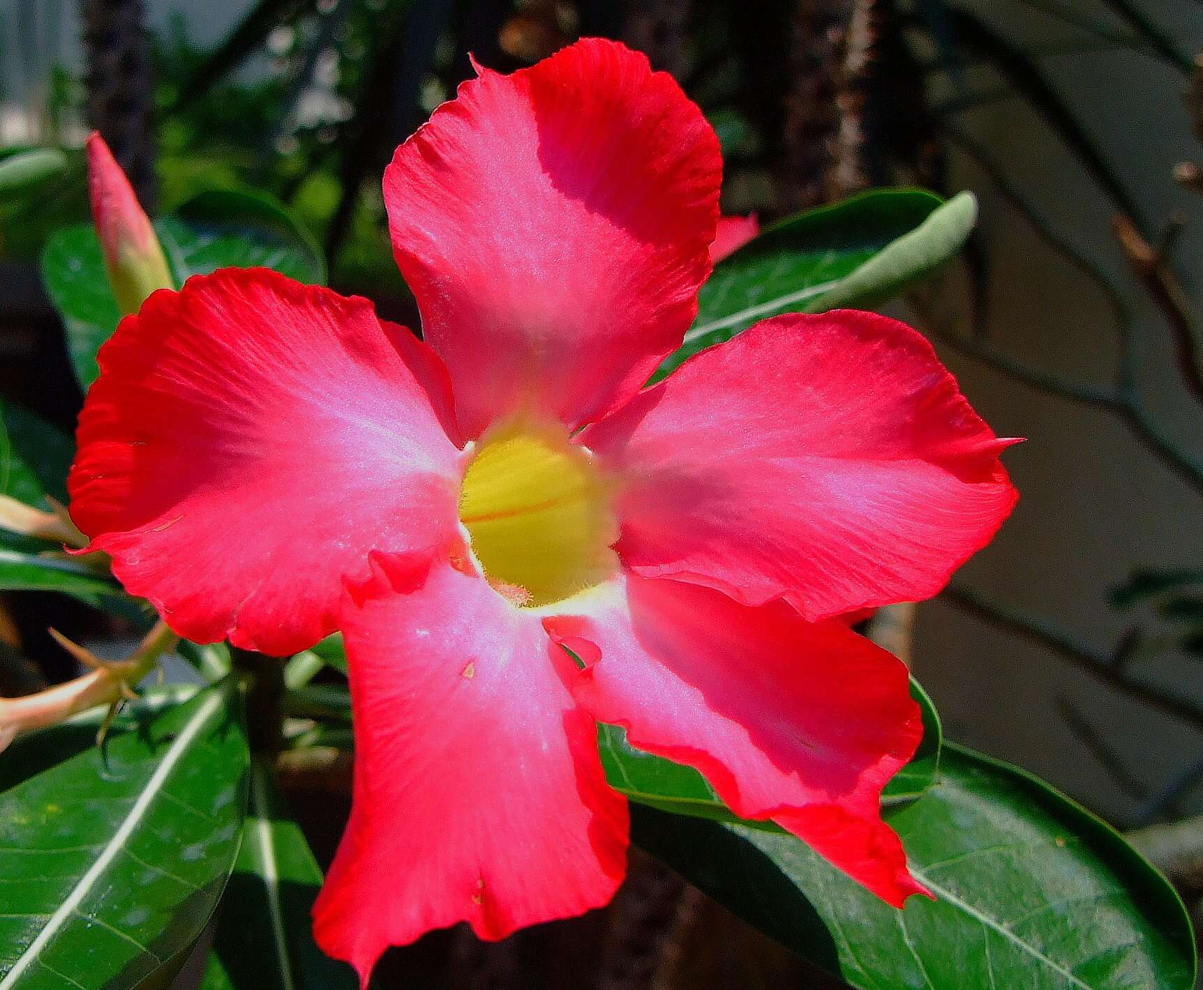 Image de Adenium obesum (Forsk.) Roem. & Schult.