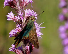 Image of Long-tailed Skipper