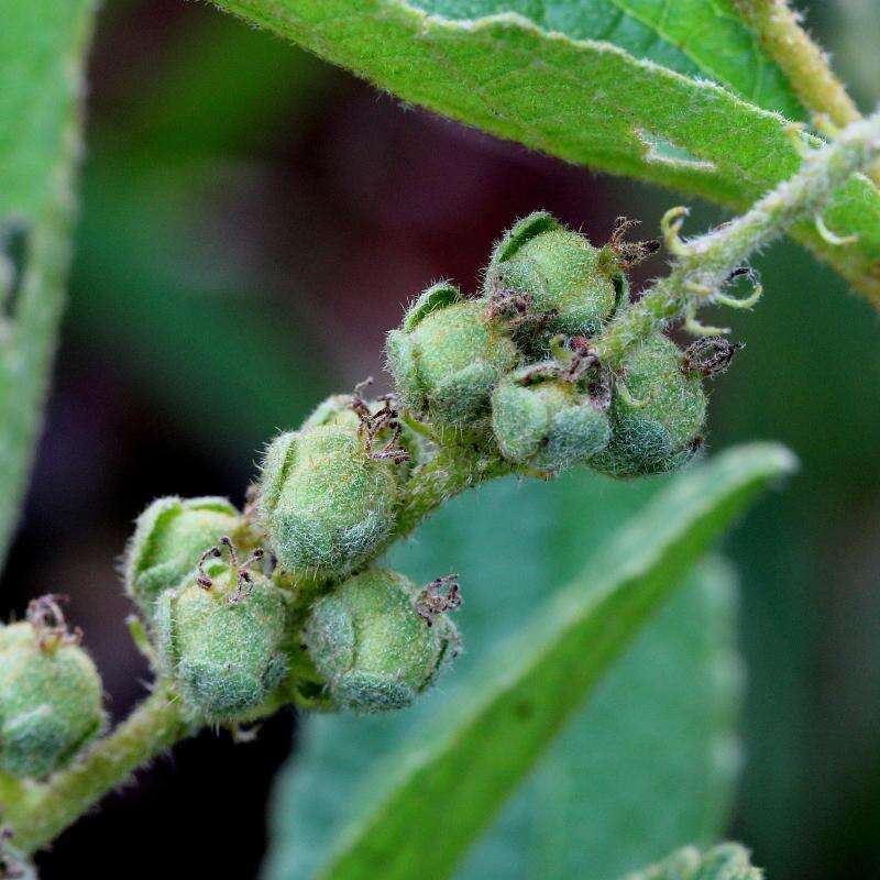 Image of Croton antisyphiliticus Mart.