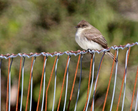 Image of Eastern Phoebe