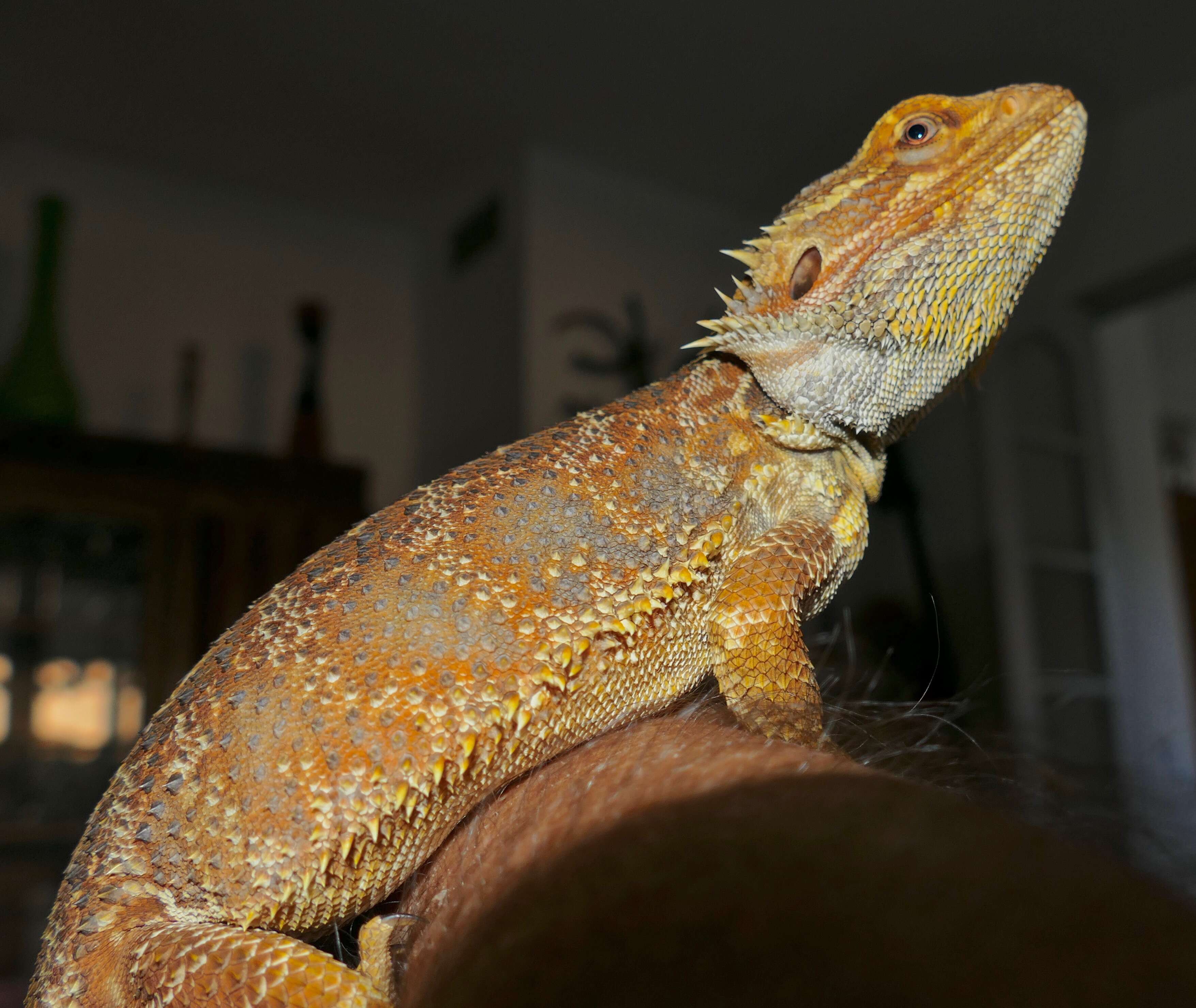 Central bearded dragon - Wikipedia