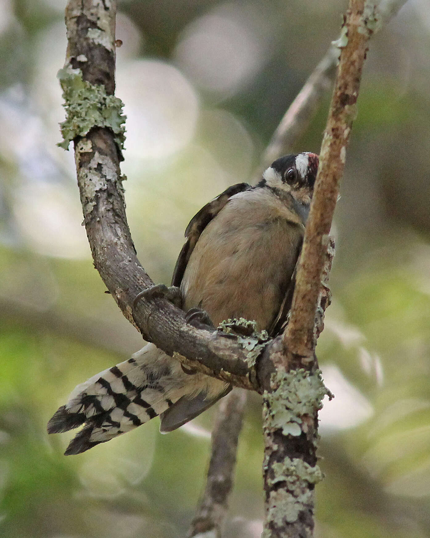 Image of Downy Woodpecker