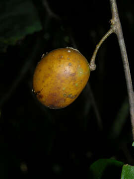 Image of Anomospermum reticulatum (C. Martius) Eichler