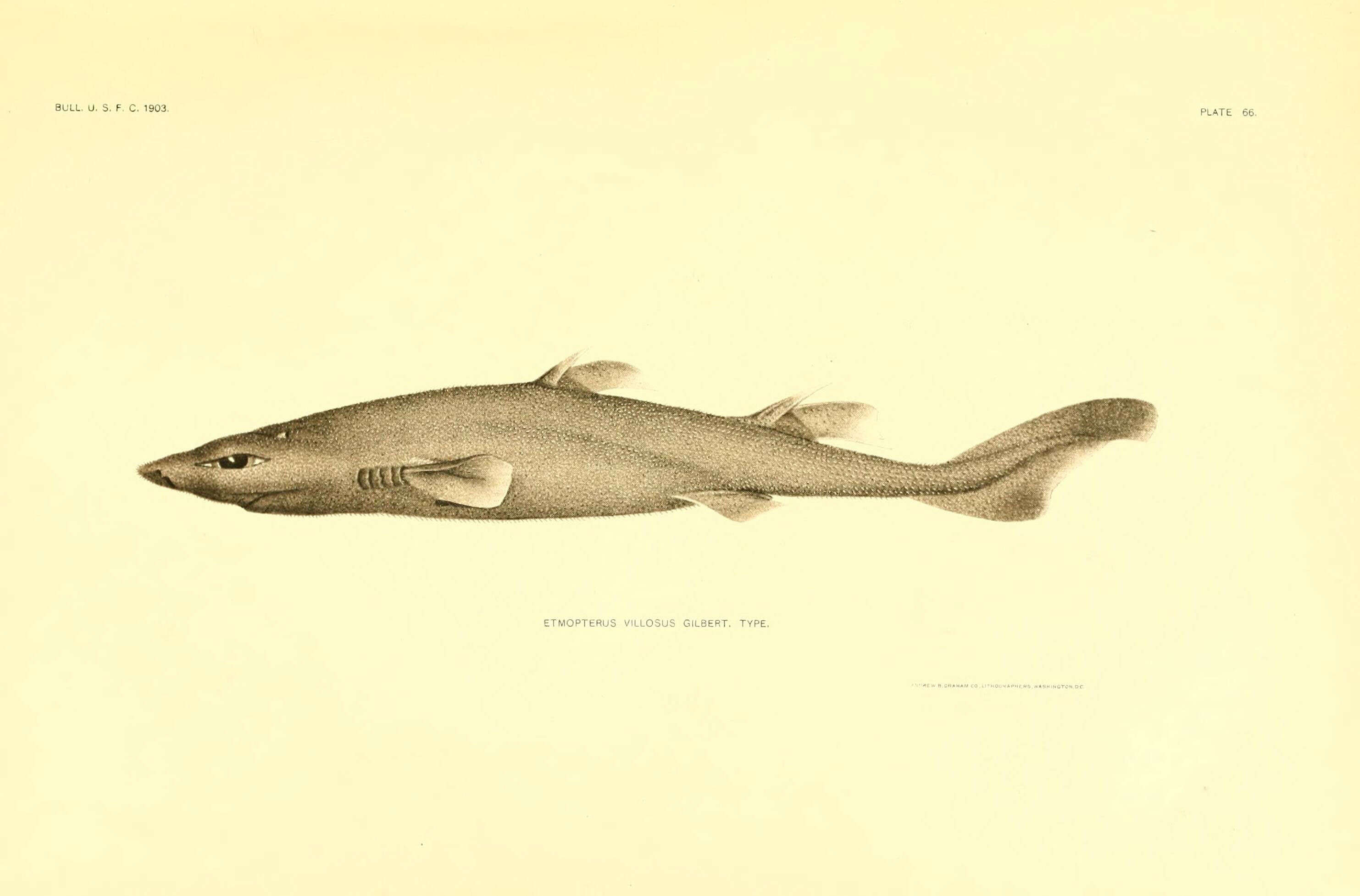 Image of Hawaiian Lanternshark