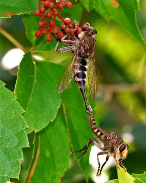 Image of Giant Robber Flies