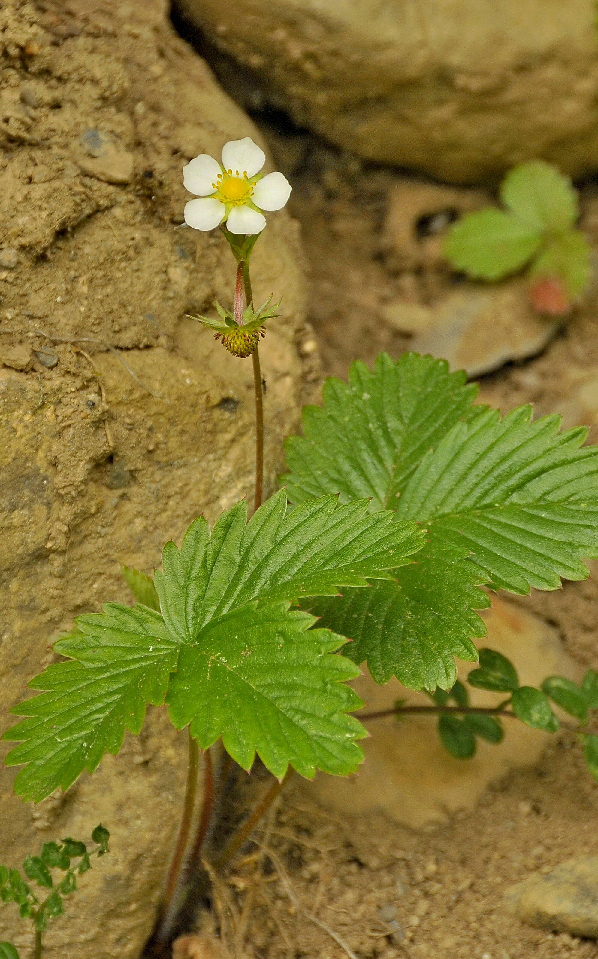 Image of strawberry