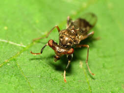 Image of stalk-eyed flies