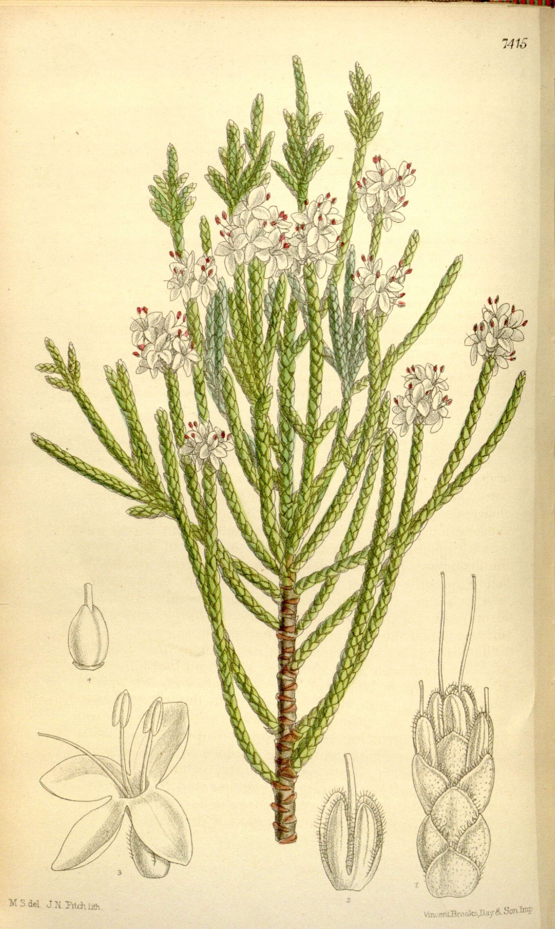 Image of Magnoliopsida