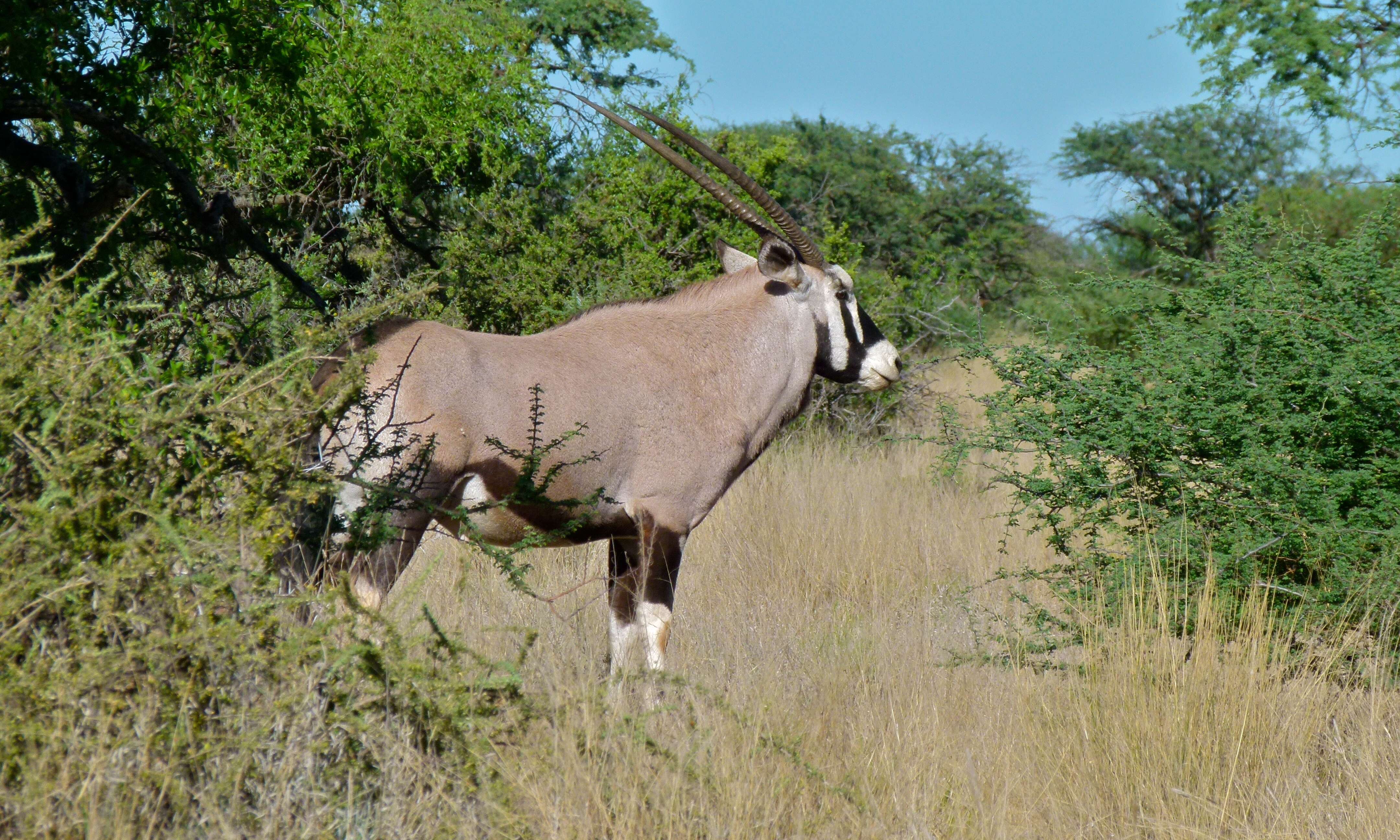 Image of Oryxes