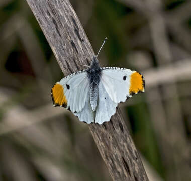 Image of Orangetips