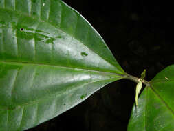 Image of Miconia gracilis Triana