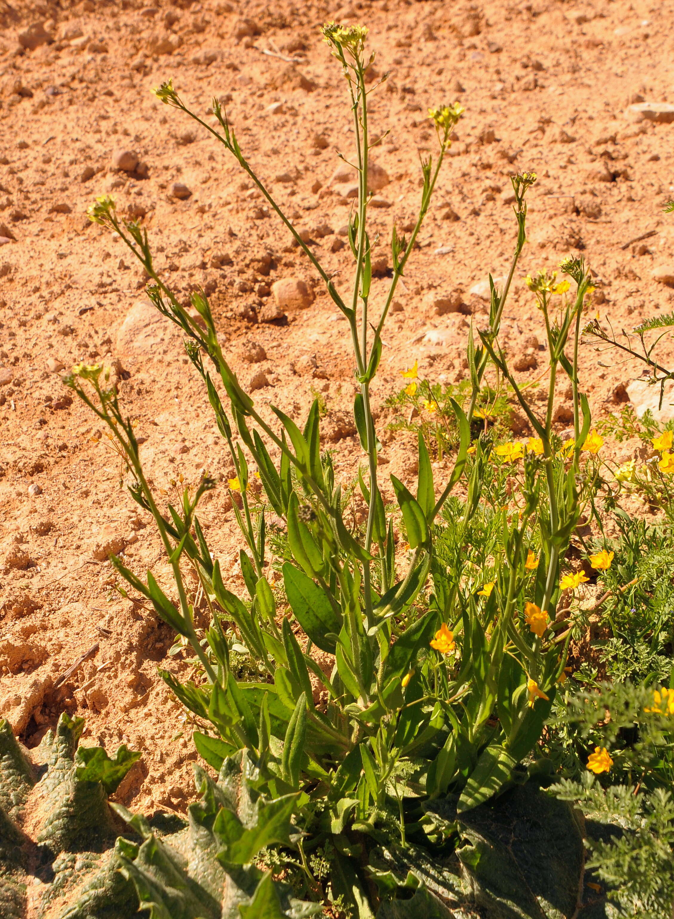 Image of false flax