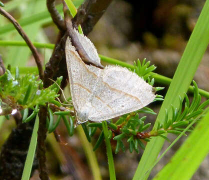 Image of brown silver-line