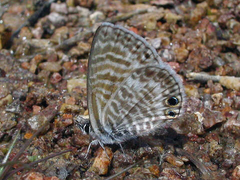 Image of Leptotes