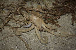 Image of Octopoda