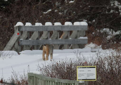 صورة Lynx canadensis subsolanus Bangs 1897