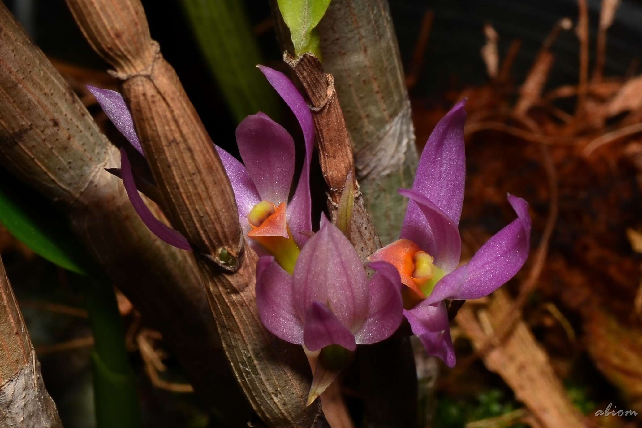 Imagem de Dendrobium bracteosum Rchb. fil.