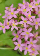 Image of Centaurium erythraea subsp. erythraea