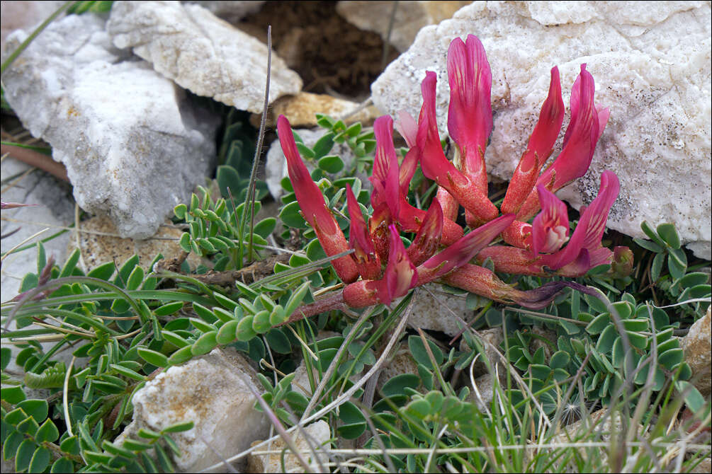 Image of Astragalus monspessulanus subsp. illyricus (Bernh.) Chater