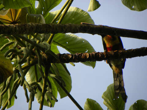 Image of Fiery-billed Aracari