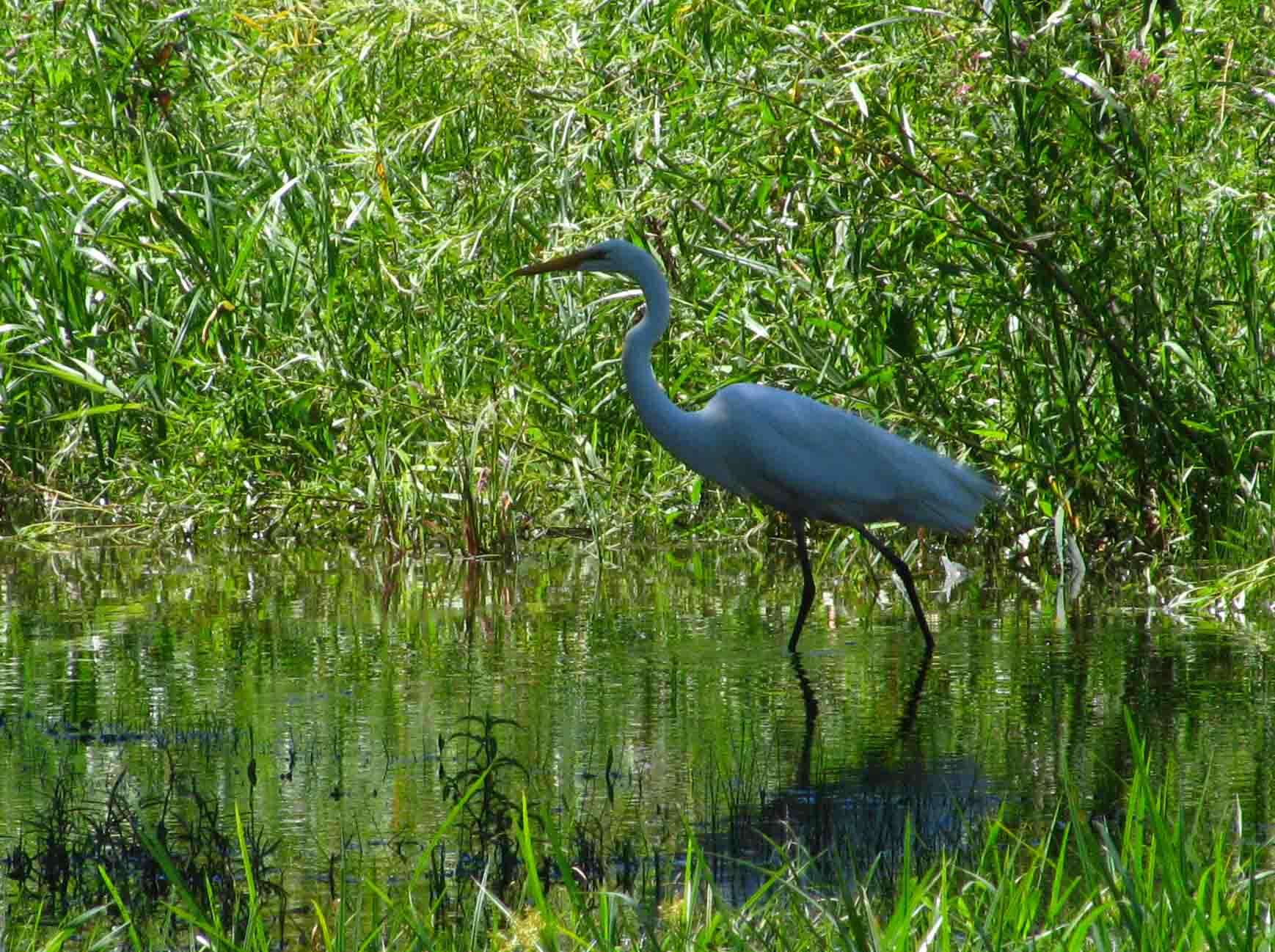 Image of Ardea Linnaeus 1758