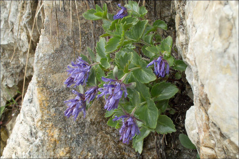 Image de Paederota bonarota (L.) L.