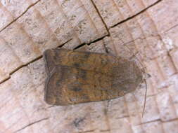 Image of Yellow Underwings