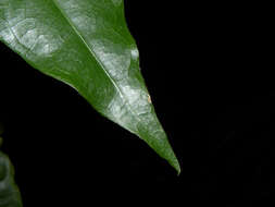 Image of Capparidastrum frondosum (Jacq.) Cornejo & Iltis