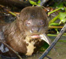 Image of giant otter